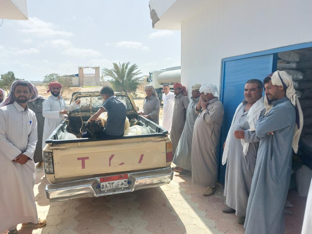 توزيع أغنام البرقي علي المربين في محافظة مطروح