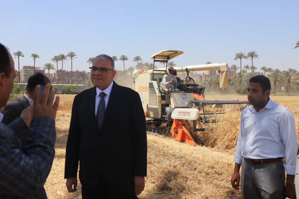 حصاد القمح في كلية الزراعة جامعة القاهرة scaled