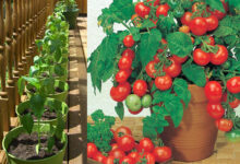 زراعة الطماطم في المنزل