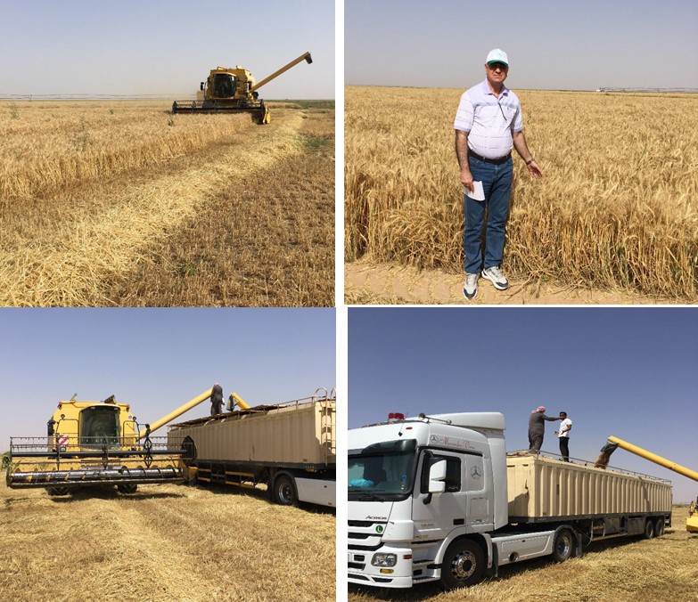 زراعة القمح في المملكة السعودية