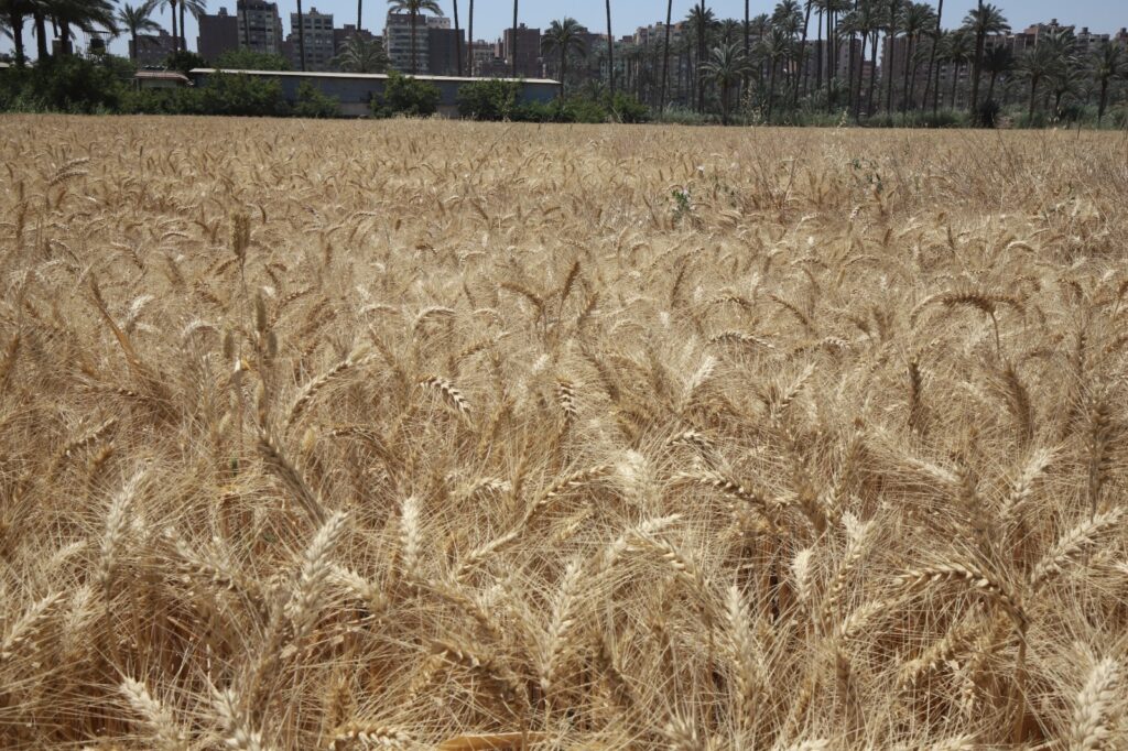 زراعة القمح في كلية زراعة القاهرة scaled