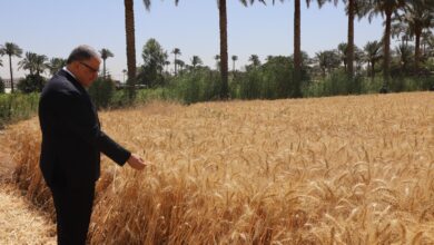 عميد زراعة القاهرة يتفقد زراعة القمح