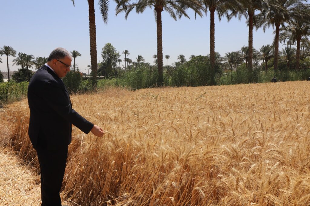 عميد زراعة القاهرة يتفقد زراعة القمح scaled