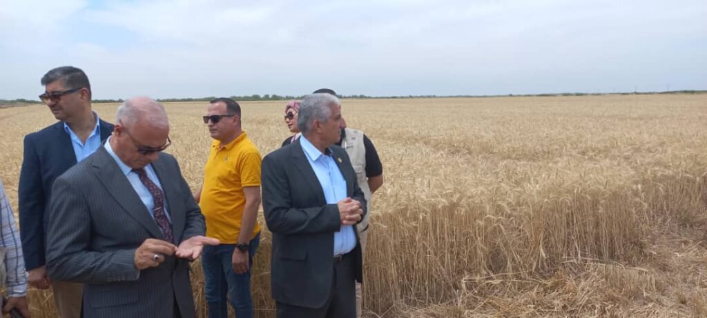 مدير اكساد يتفقد زراعات القمح في العراق 1 scaled