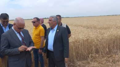 مدير اكساد يتفقد زراعات القمح في العراق 2