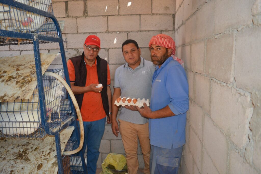 مشروع إنتاج البيض في جنوب سيناء scaled