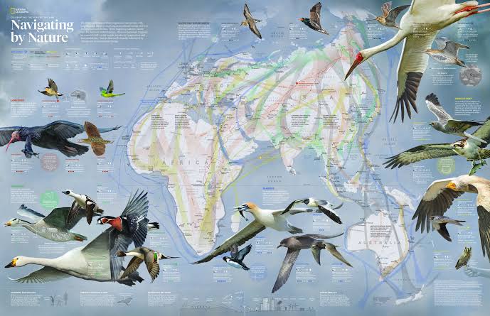 خريطة هجرة الطيور