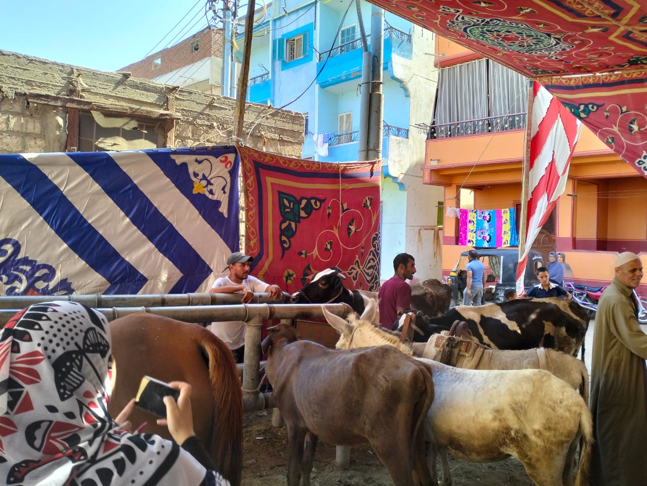 قافلة بيطرية