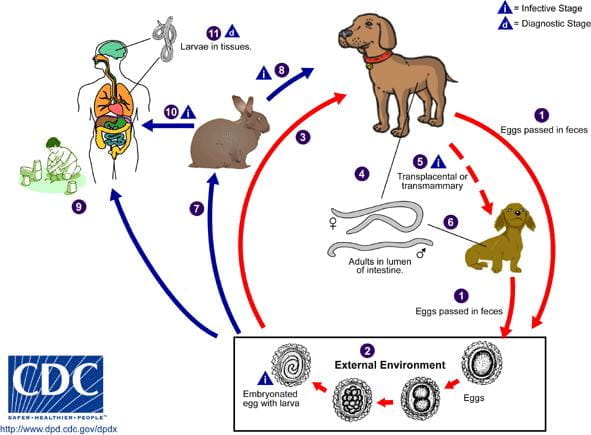 أمراض تنتقل من الكلاب والحيوانات الأليفة