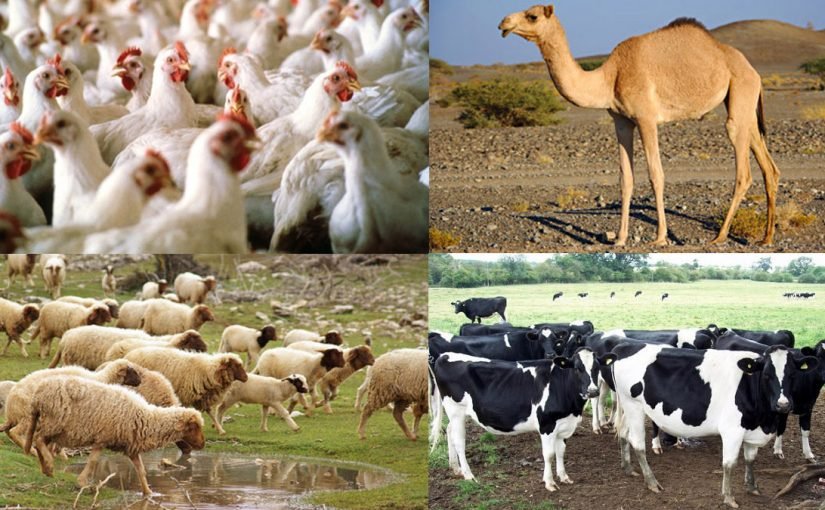 التغيرات المناخية والثروة الحيوانية