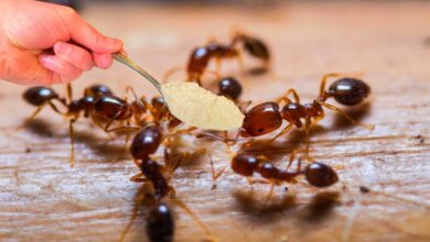 أسباب انتشار النمل في المنزل