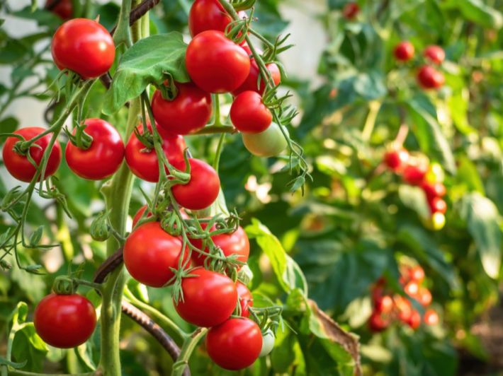 كيف يمكنك زراعة الطماطم في الصيف إليك المعلومة