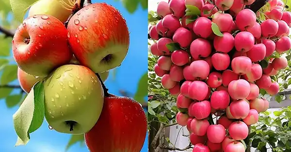 التفاح وكيفية زراعته