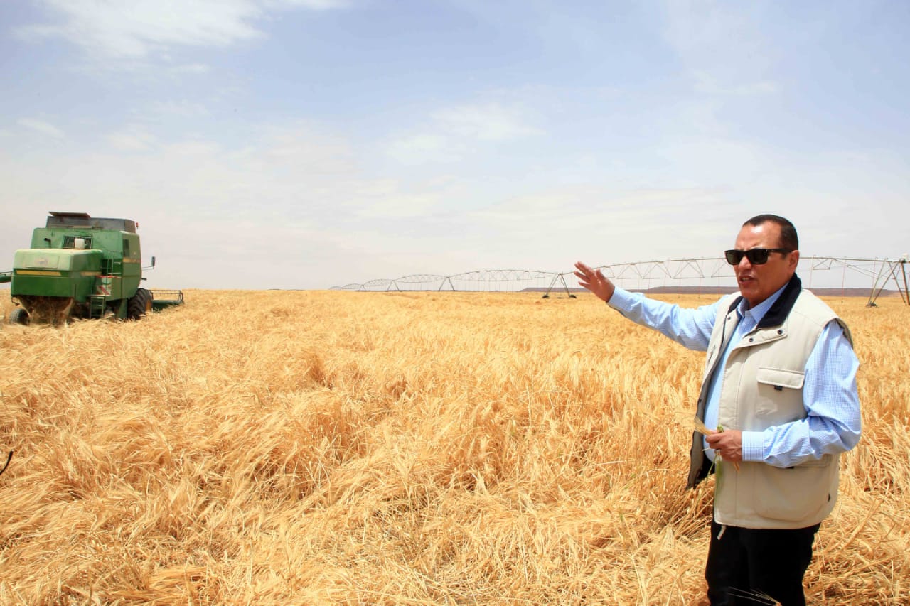 رئيس شركة تنمية الريف المصري يتابع زراعات القمح - صورة أرشيفية