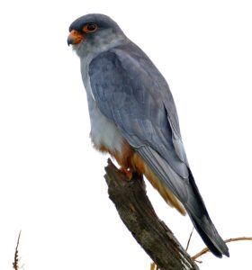1200px Amur Falcon Falco amurensis male 16794543415