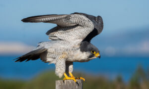 1689168087 closeup of a perched shaheen falcon falco peregri 2023 04 24 19 17 48 utc 1024x615 1