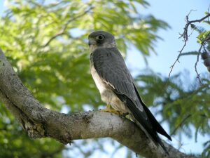 640px Sooty Falcon Allee des Baobabs near Morondava Madagascar