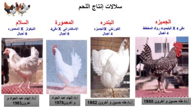 سلالات الدواجن المصرية لإنتاج اللحوم