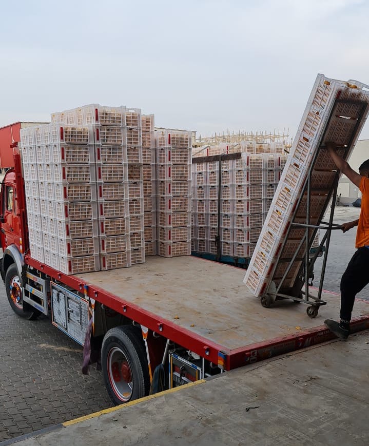 شحنات البرتقال المصري جاهزة للتصدير