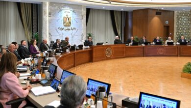 مجلس الوزراء يحدد سعر ضمان لتوريد القطن للموسم 2024_2025