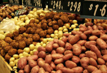صادرات البطاطس
