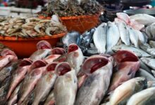أسعار السمك اليوم البلطي للمستهلك الجمعة 10-5-2024