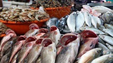 أسعار السمك اليوم البلطي للمستهلك الجمعة 10-5-2024