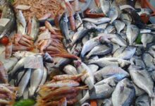أسعار السمك اليوم البلطي للمستهلك الجمعة 17-5-2024