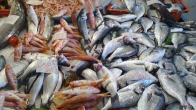 أسعار السمك اليوم البلطي للمستهلك الجمعة 17-5-2024